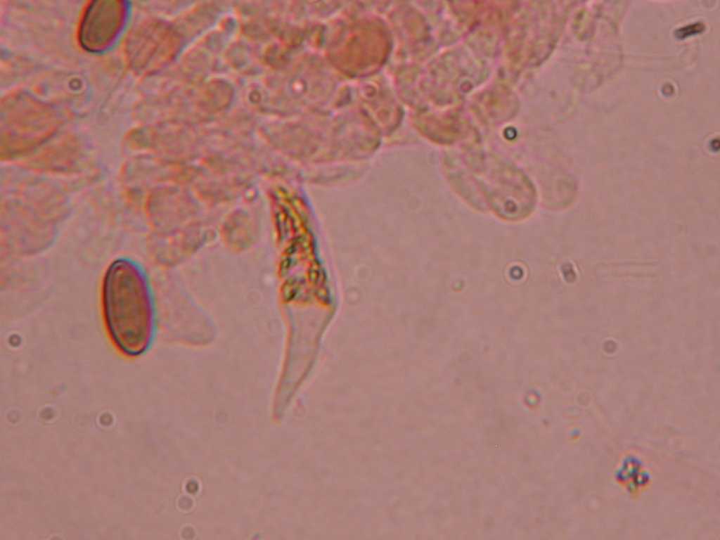 Nuovo QUIZ ... fungo misterioso !!!